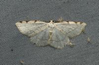 Stegania trimaculata
