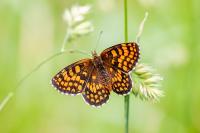 Melitaea athalia