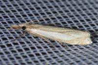 Crambus pascuella