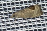 Notocelia uddmanniana