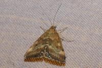 Pyrausta despicata