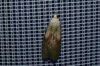 Aphomia sociella