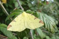 Opisthograptis luteolata