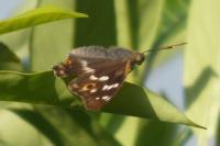 Apatura ilia