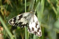 Melanargia galathea