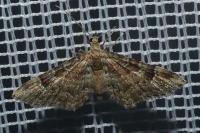 Gymnoscelis rufifasciata