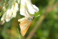 Thymelicus sylvestris