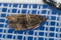 Celypha lacunana