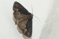 Dypterygia scabriuscula