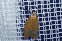 Clepsis consimilana