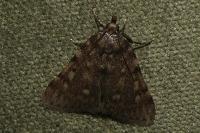 Aglossa pinguinalis