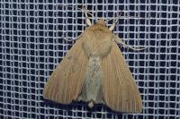 Mythimna pallens