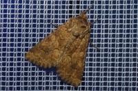 Conisania luteago
