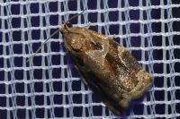 Archips xylosteana