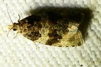 Orthotaenia undulana