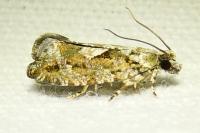 Zeiraphera isertana