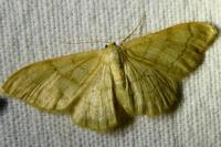 Idaea deversaria