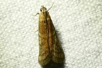 Ephestia