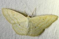 Scopula immutata