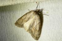 Pachycnemia hippocastanaria