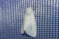 Spilosoma lubricipeda