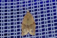 Clepsis consimilana