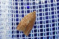 Clepsis consimilana
