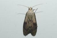 Aphomia sociella