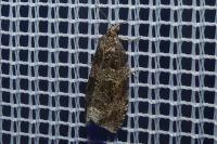 Celypha lacunana
