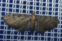 Eupithecia haworthiata
