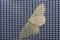 Idaea straminata