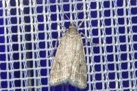 Eudonia pallida