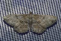 Peribatodes rhomboidaria