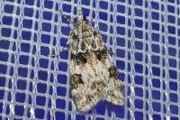 Eudonia delunella