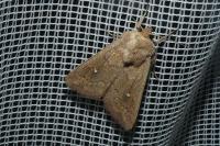 Mythimna albipuncta