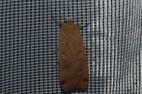Noctua pronuba