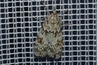 Scoparia