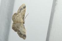 Idaea trigeminata