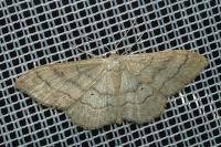 Idaea deversaria