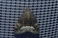 Deltote pygarga