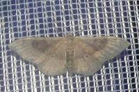 Idaea degeneraria