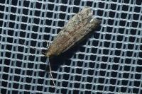 Ephestia