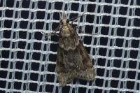 Eudonia angustea
