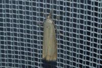 Chrysoteuchia culmella
