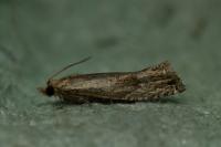 Eucosma