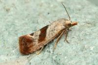 Falseuncaria ruficiliana