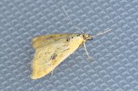 Sitochroa verticalis