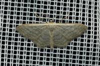 Idaea subsericeata