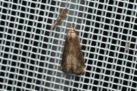Schrankia costaestrigalis