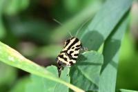 Emmelia trabealis